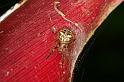 ZZ_ZZ382_D5301_Z_89_Milaa Milaa_Australie